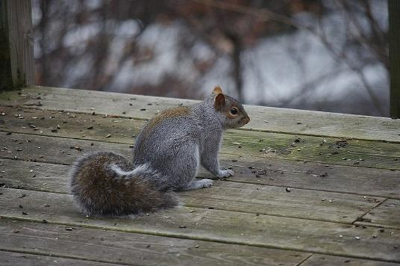Squirrel sitting on wood deck