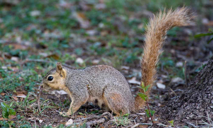 Squirrel on grass
