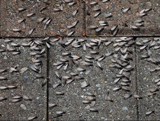 Termites on pavement