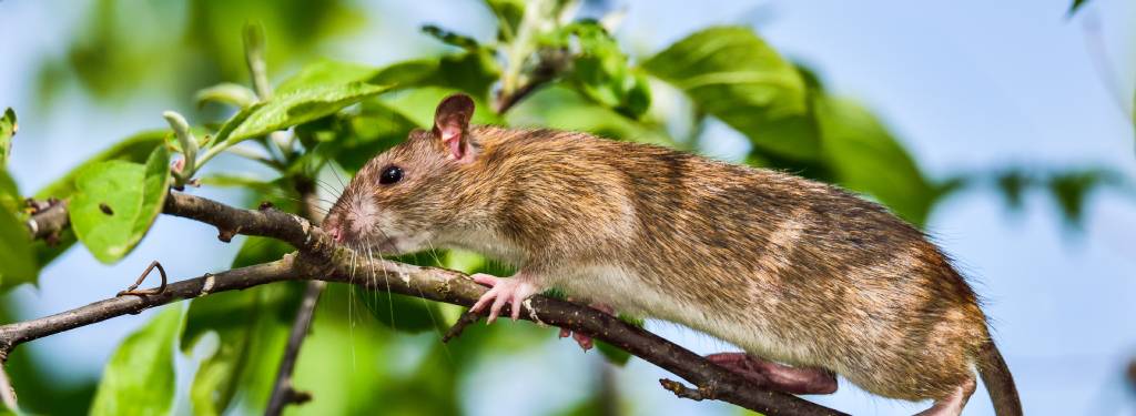 Rat climbing a tree