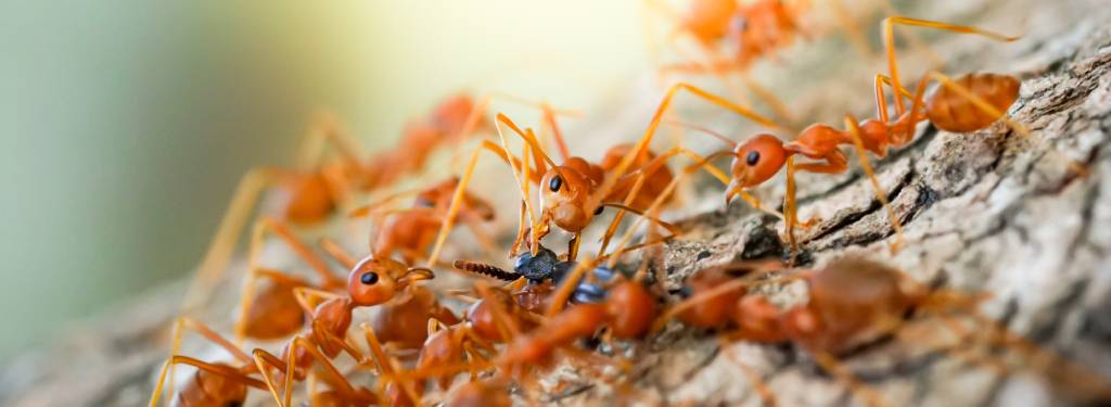 swarming fire ants in texas - what animals eat ants?